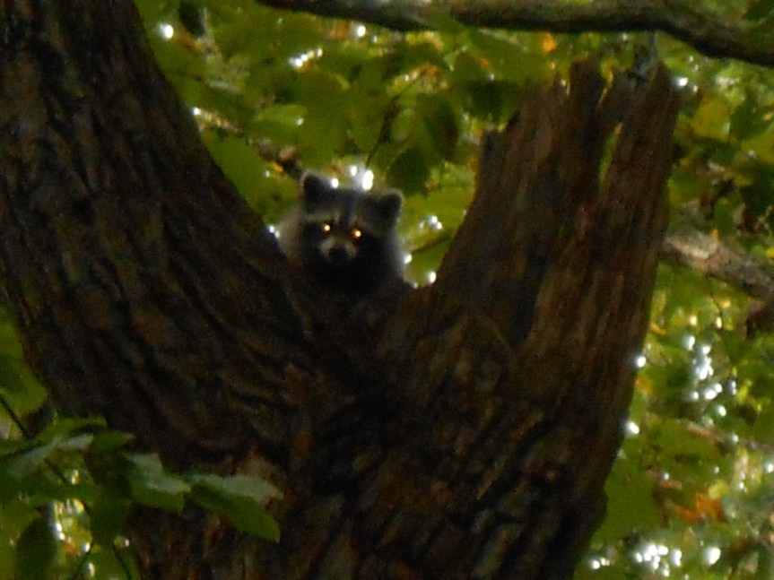 Who Is Hunting&nbsp;Who?