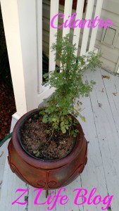Cilantro 1