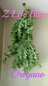 Oregano 1