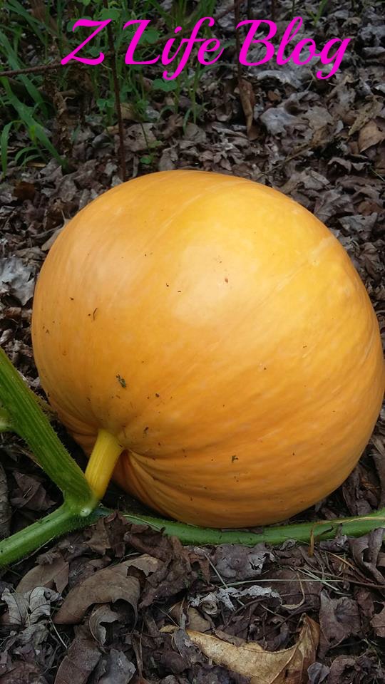 Pumpkin 2