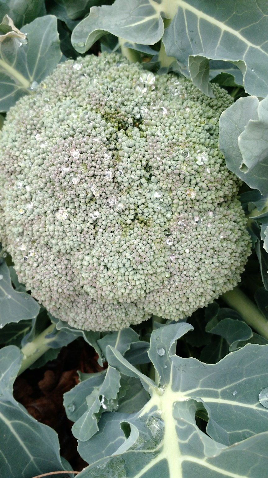 img_20170114_121332762